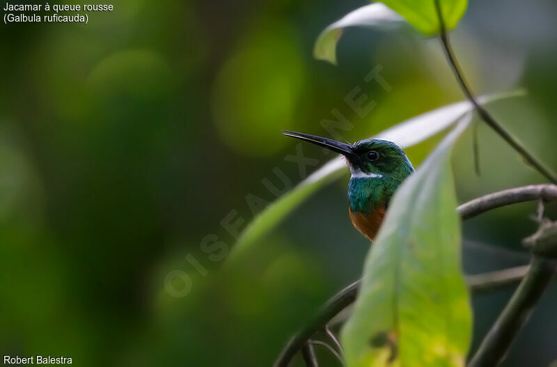 Jacamar à queue rousse