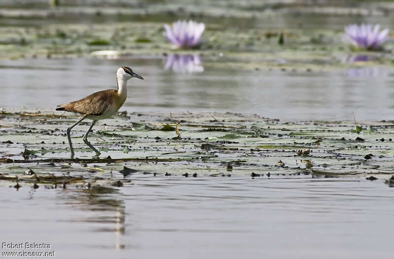 Jacana à poitrine doréejuvénile, habitat