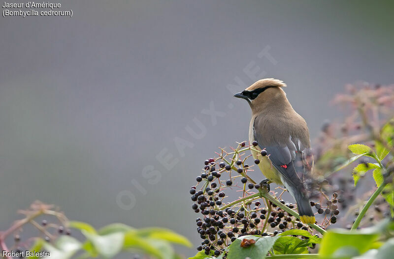 Cedar Waxwing