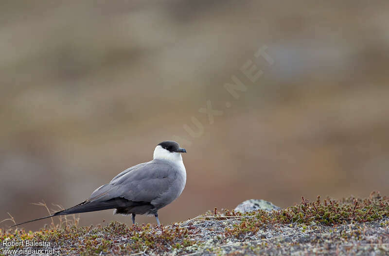 Long-tailed Jaegeradult breeding, habitat, pigmentation, Behaviour