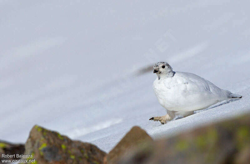 Rock Ptarmigan female adult post breeding, Behaviour