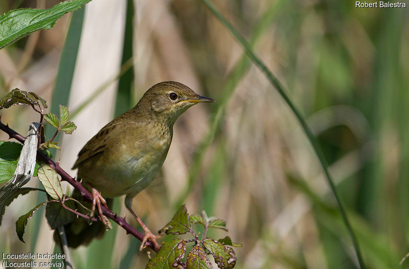 Common Grasshopper Warbler