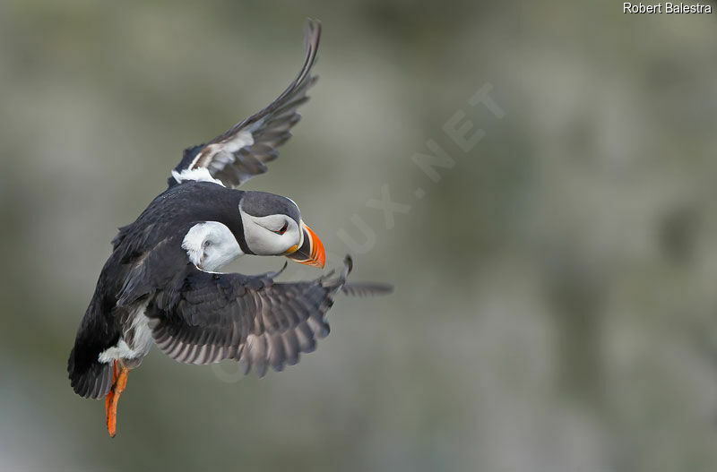 Atlantic Puffin