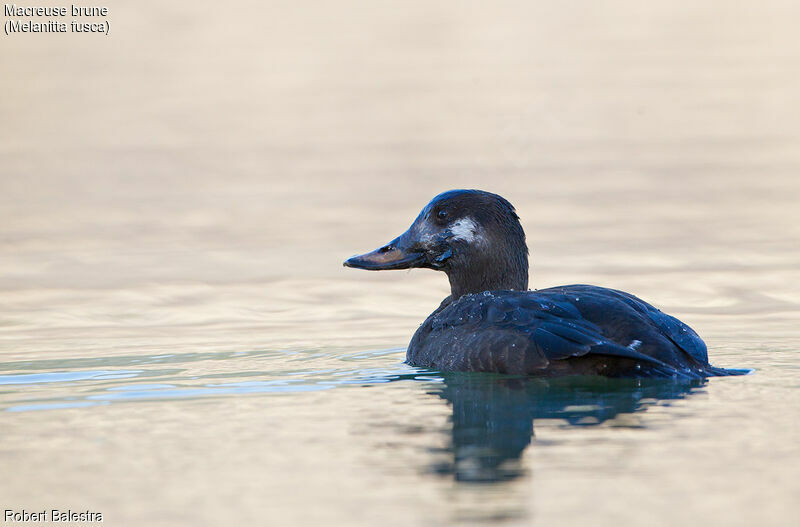 Velvet Scoter male First year