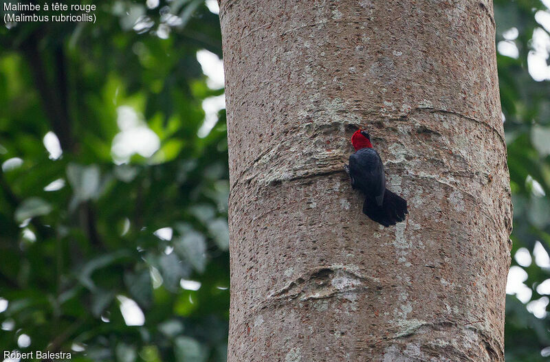 Red-headed Malimbe