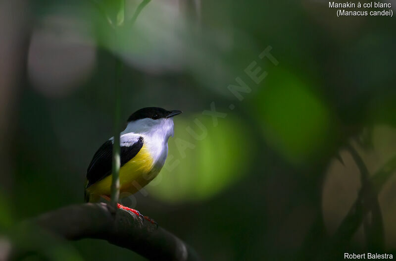 White-collared Manakin male