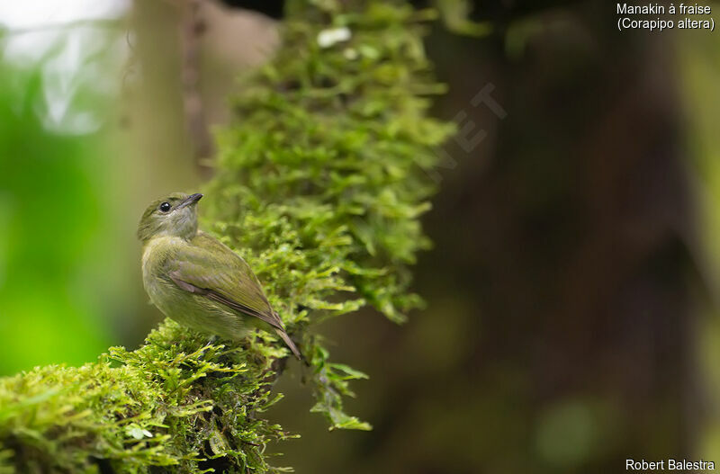 White-ruffed Manakin female