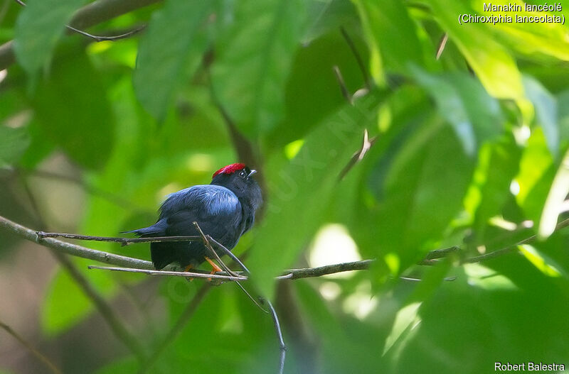 Lance-tailed Manakin