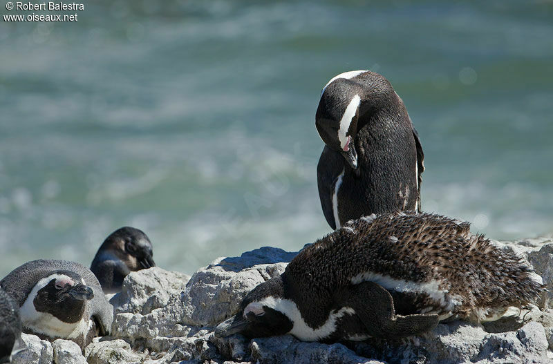 African Penguin