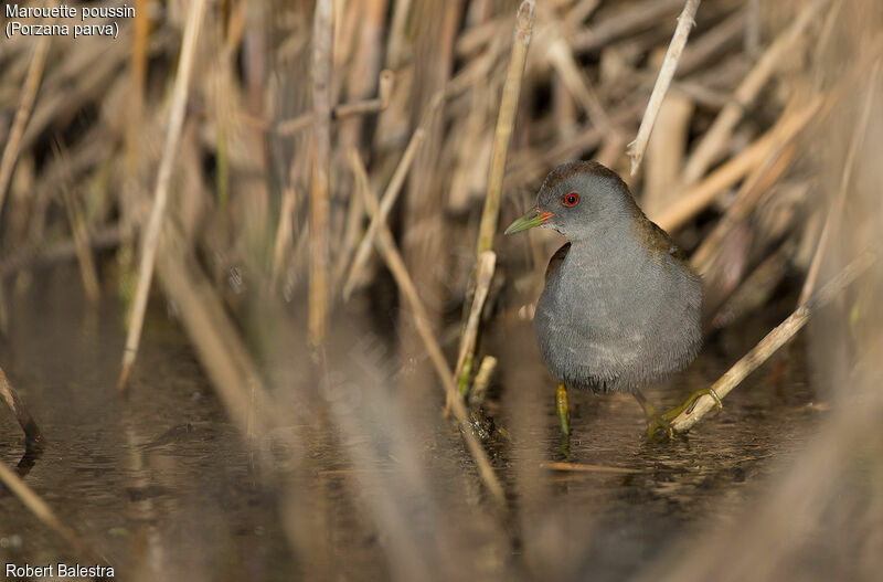 Little Crake male