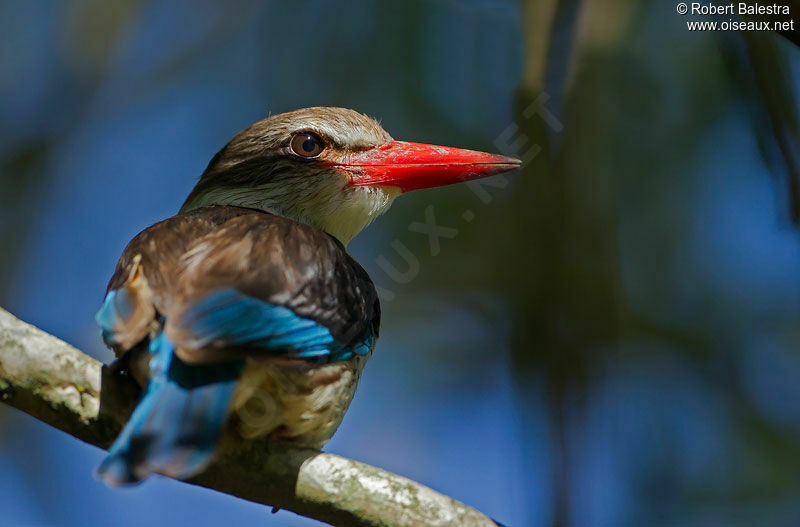 Brown-hooded Kingfisher male adult