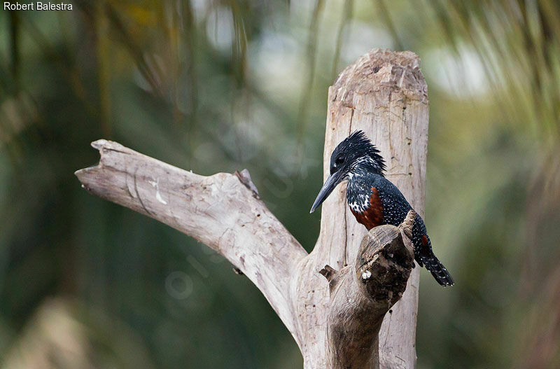 Giant Kingfisher