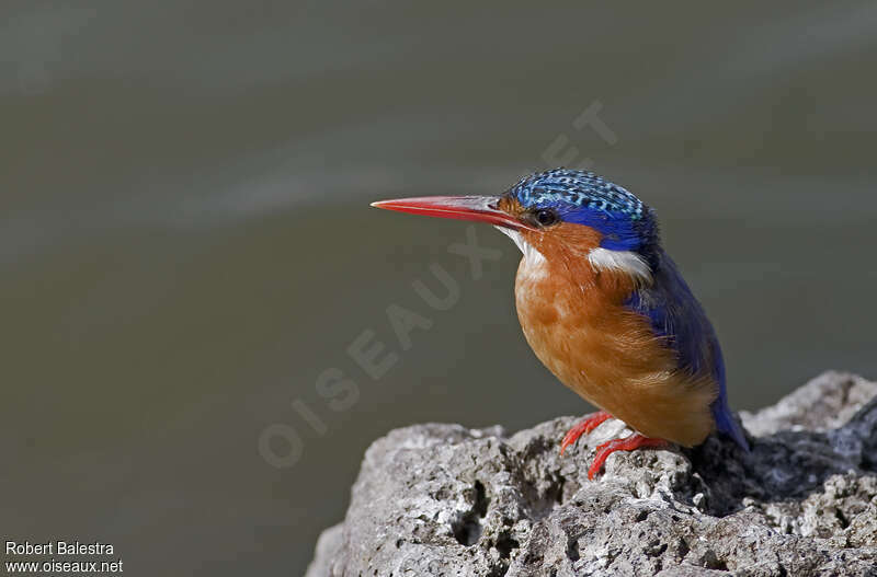 Malachite Kingfisheradult, identification