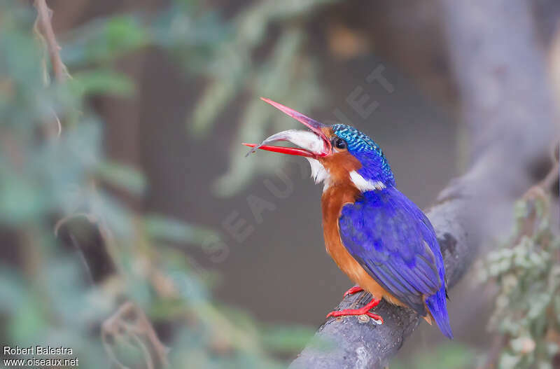 Malachite Kingfisheradult, feeding habits, eats