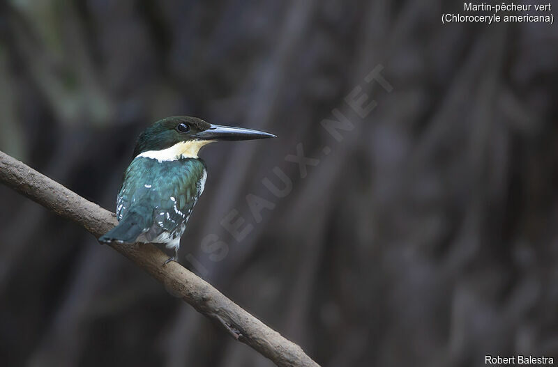 Green Kingfisher