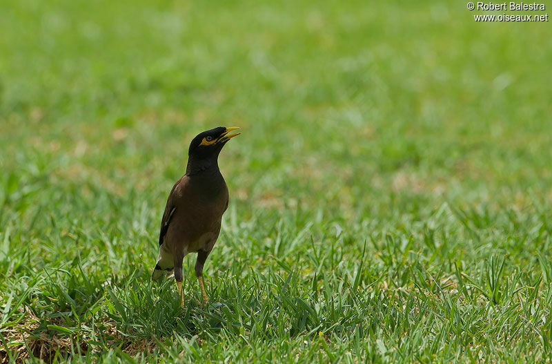 Common Myna