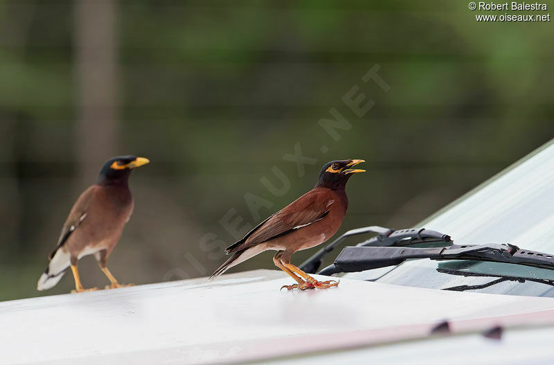 Common Myna