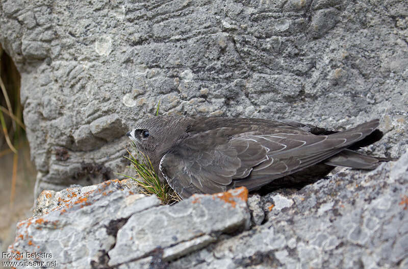 Common Swiftjuvenile, identification