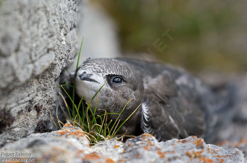 Common Swiftjuvenile, close-up portrait