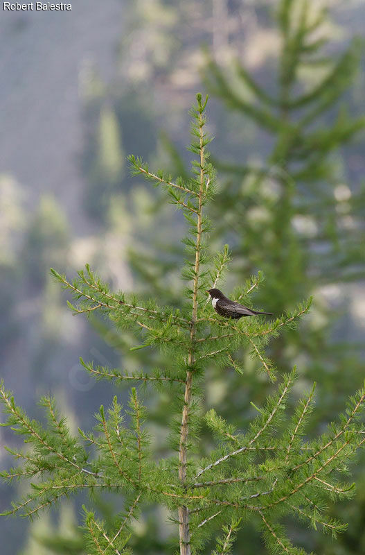 Ring Ouzel