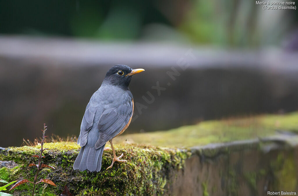 Merle à poitrine noire