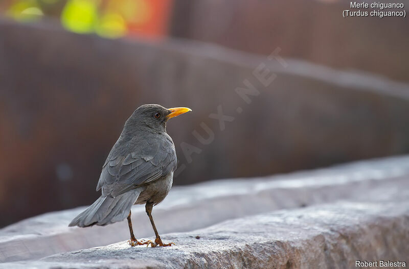 Chiguanco Thrush