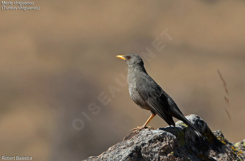 Chiguanco Thrush