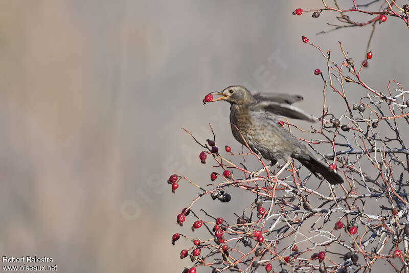 Common Blackbird female adult, feeding habits