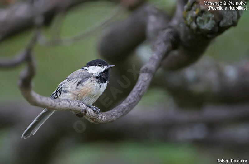 Black-capped Chickadee