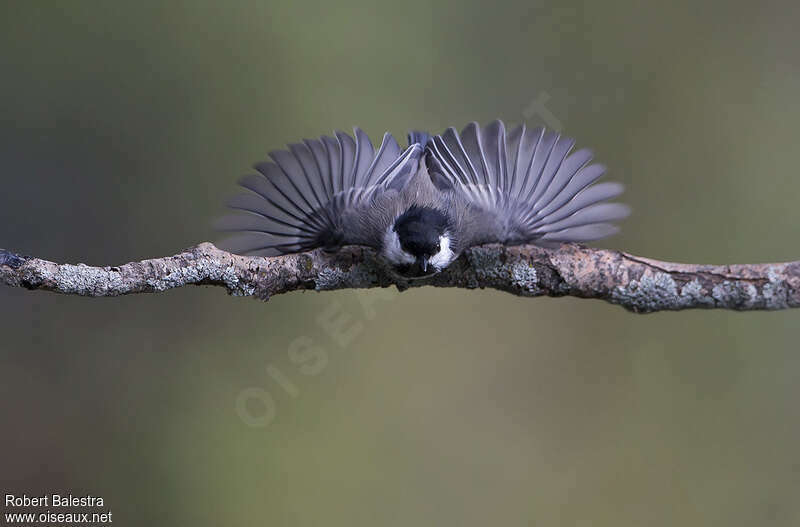 Mésange à tête noireadulte, Comportement