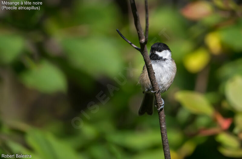 Black-capped Chickadee