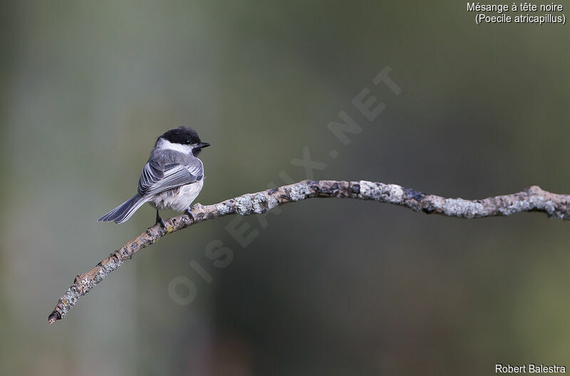 Mésange à tête noire