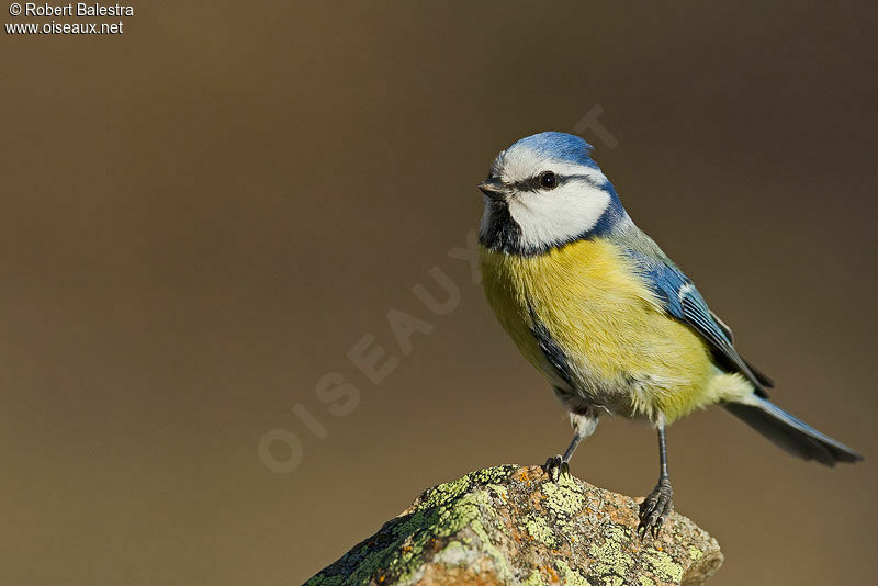 Mésange bleue