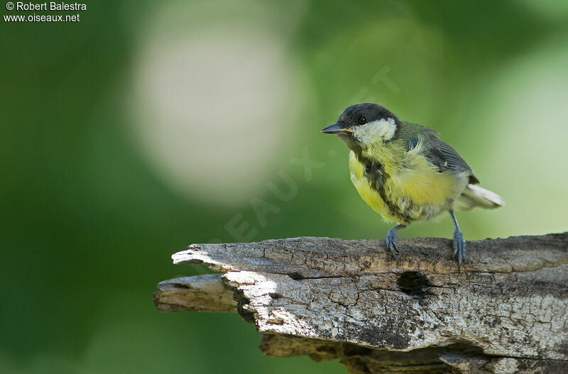 Mésange charbonnière