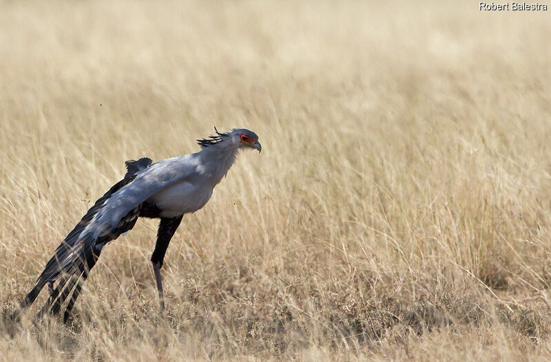 Secretarybird