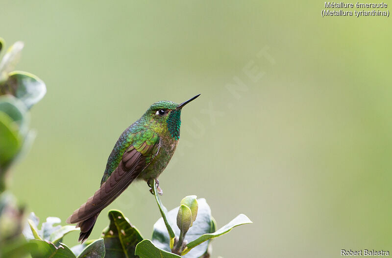 Tyrian Metaltail male