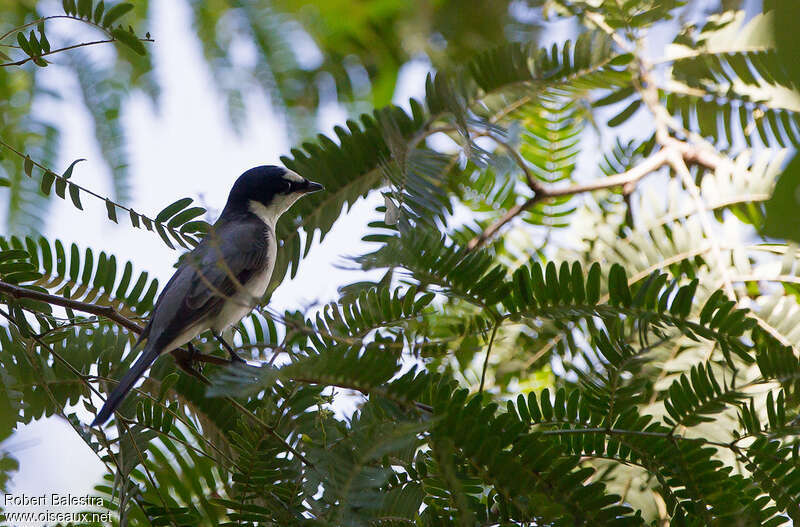 Minivet cendré