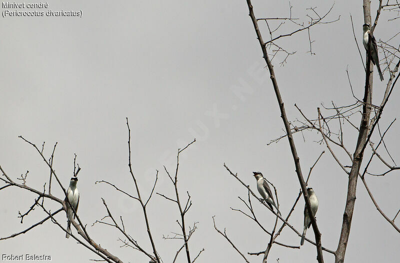 Ashy Minivet