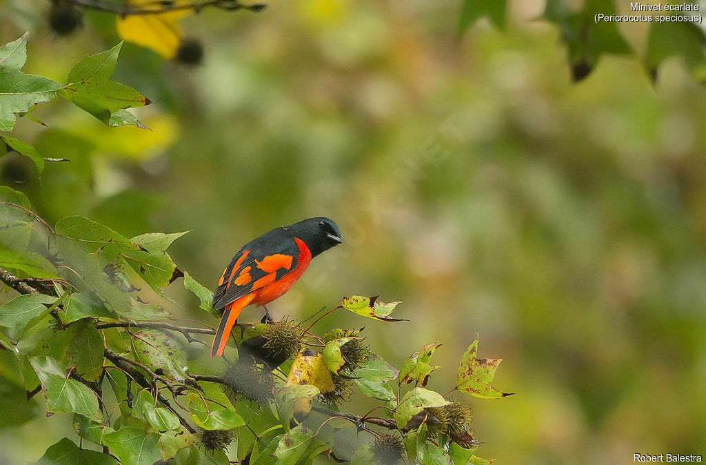 Minivet écarlate mâle