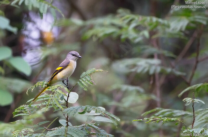 Rosy Minivet female