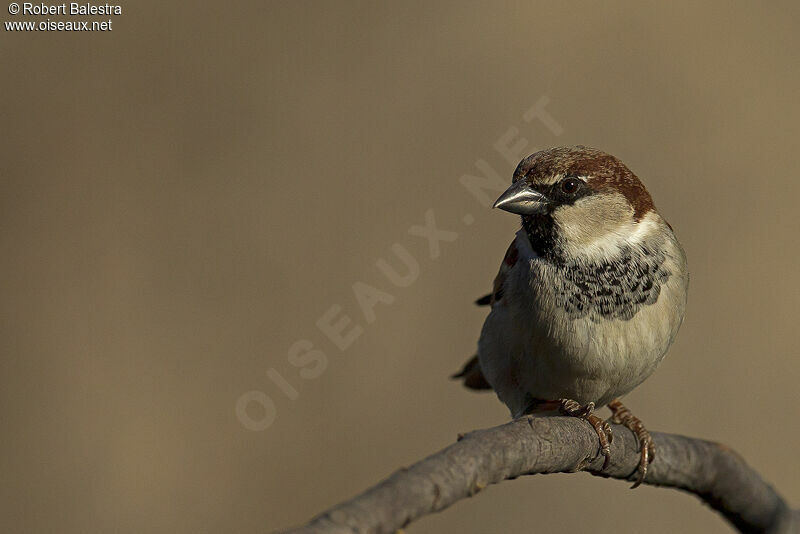 Moineau cisalpin mâle adulte