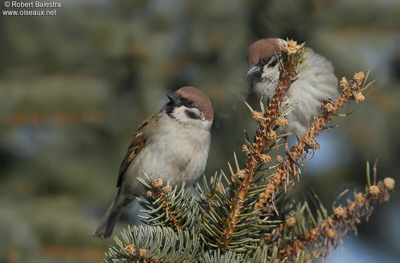 Moineau friquet 