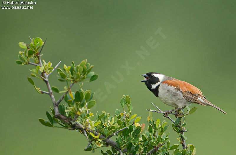 Cape Sparrow male adult