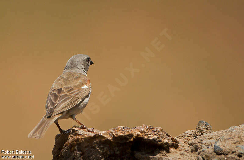 Moineau sud-africainadulte