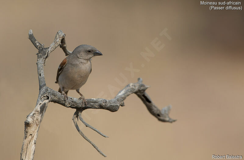 Southern Grey-headed Sparrow