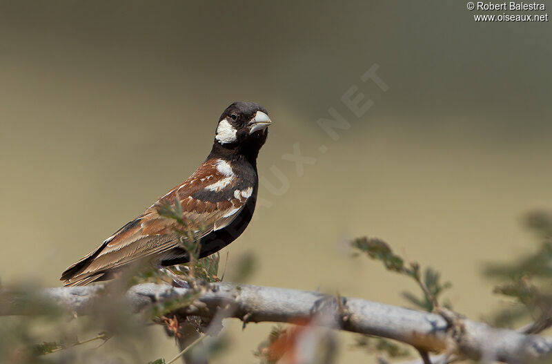 Chestnut-backed Sparrow-Lark male