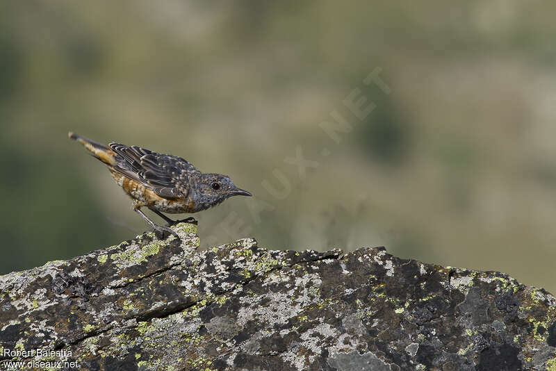 Common Rock Thrush male juvenile, identification