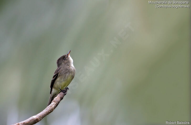 Northern Tropical Pewee