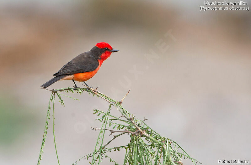 Vermilion Flycatcher