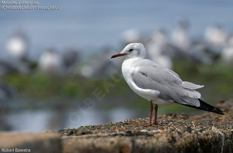 Grey-headed Gull